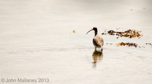 Curlew