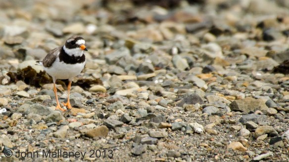 Little Ringed Plover