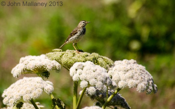 Meadow Pipit