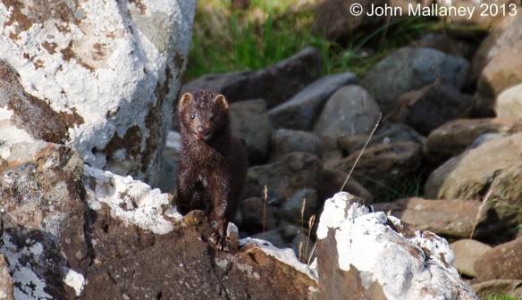 American Mink