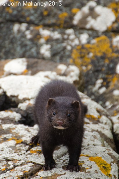 American Mink