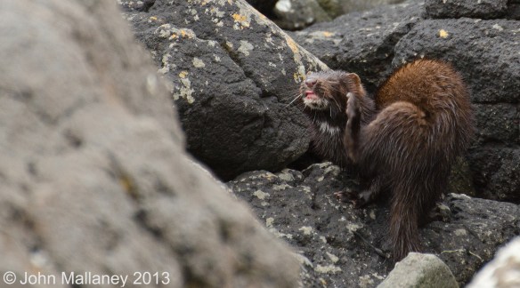 American Mink