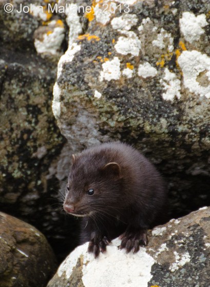 American Mink