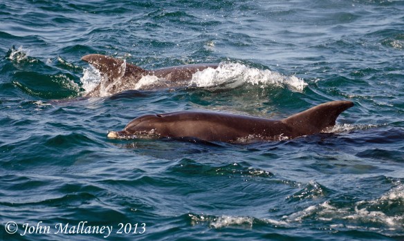 Bottlenose Dolphins