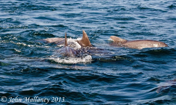 Bottlenose Dolphins