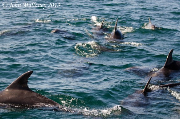 Bottlenose Dolphins