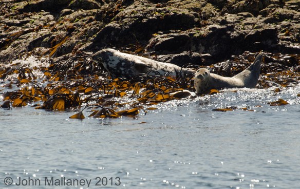 Common seals