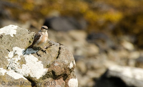 Wheatear