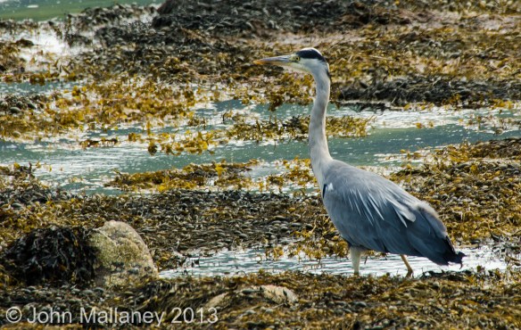 Grey Heron Grey Heron