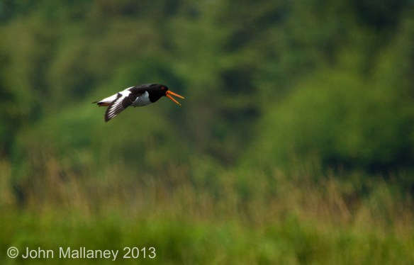 Oyster Catcher
