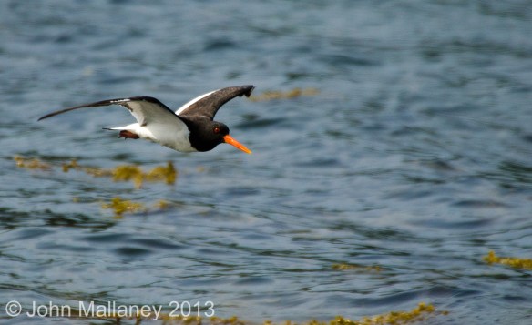 Oyster Catcher