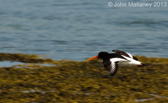 Oyster Catcher