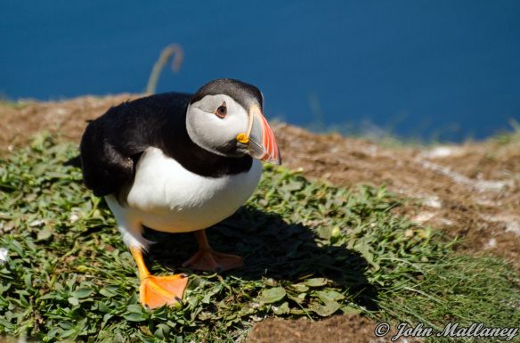 Puffin