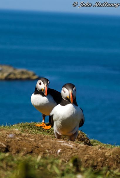 Puffins
