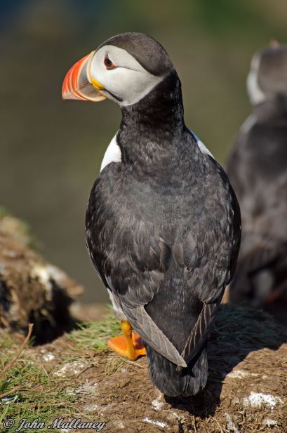 Puffins