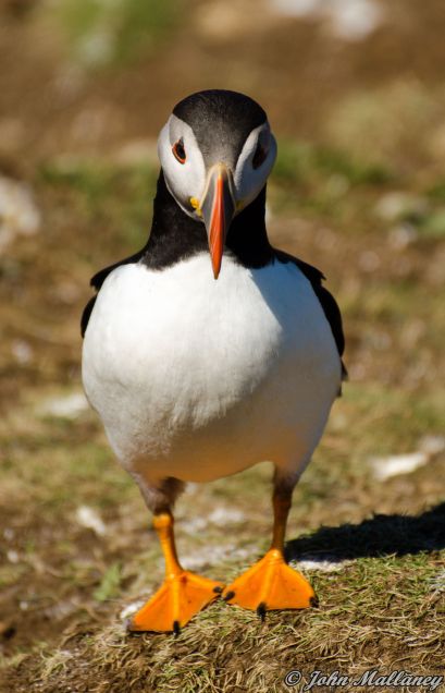 Puffin