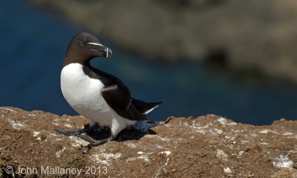 Razorbill