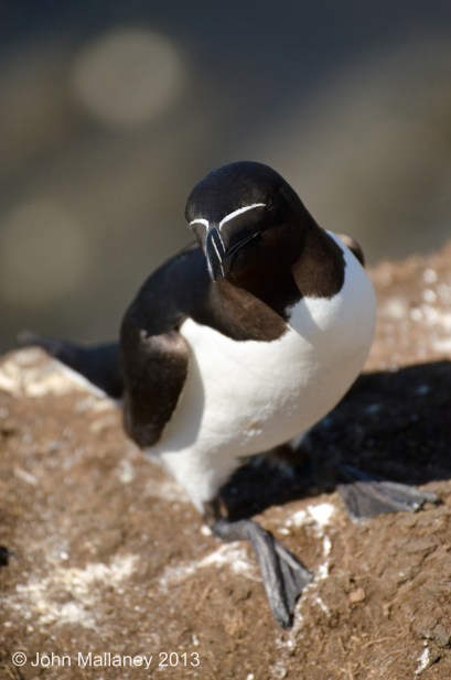 Razorbill