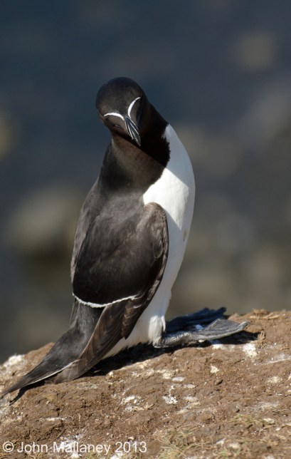 Razorbill