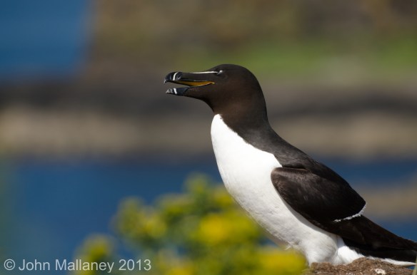 Razorbill