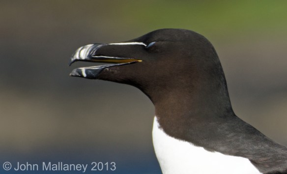 Razorbill