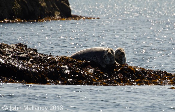 Common Seals