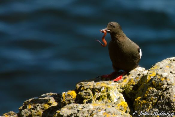 Black Guillemots of Staffa