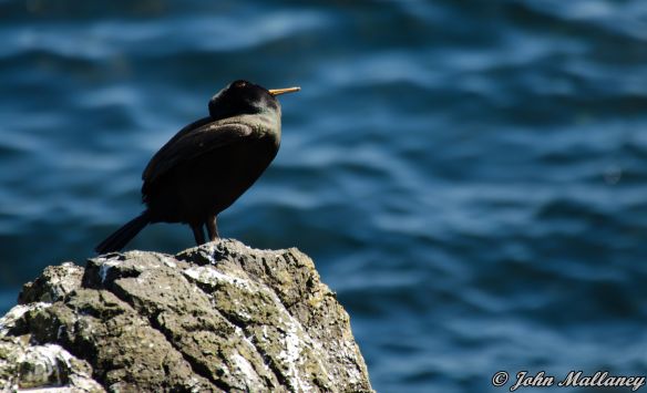 A Shag at Staffa