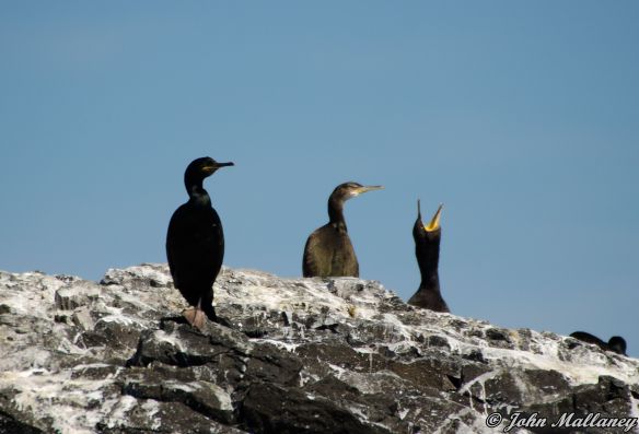 Shags on Staffa