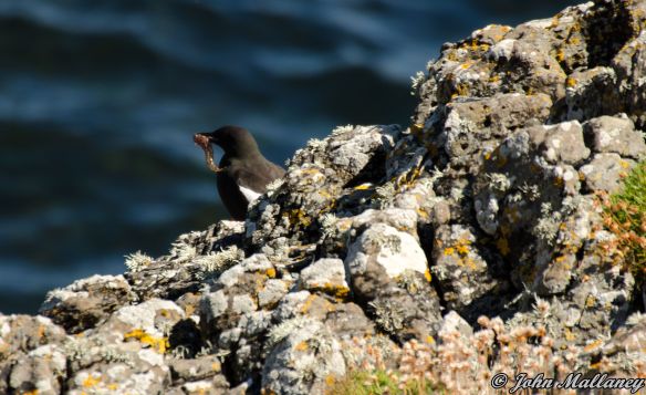 Black Guillemots of Staffa