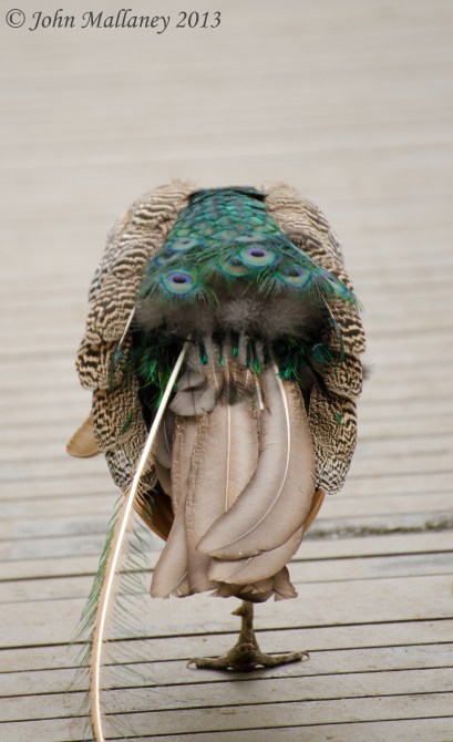 Peacock Peacock