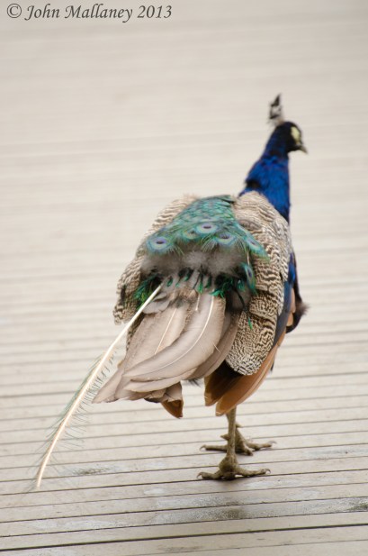 Peacock