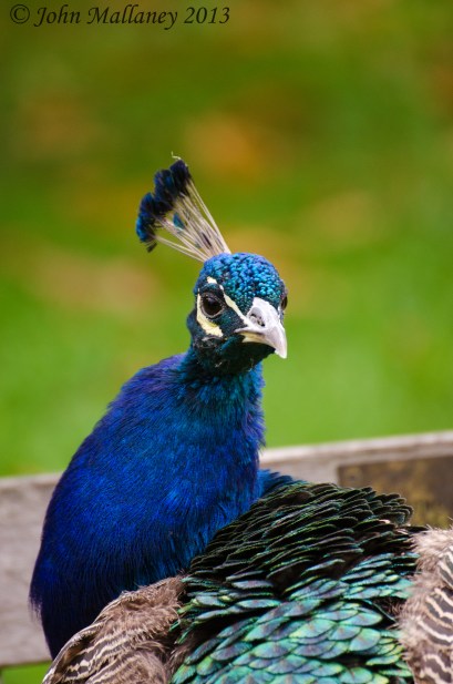 Peacock Peacock