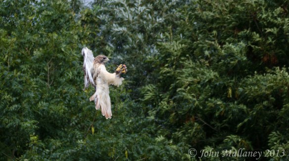 Red Tailed Hawk Red Tailed Hawk