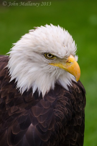 American Bald Eagle