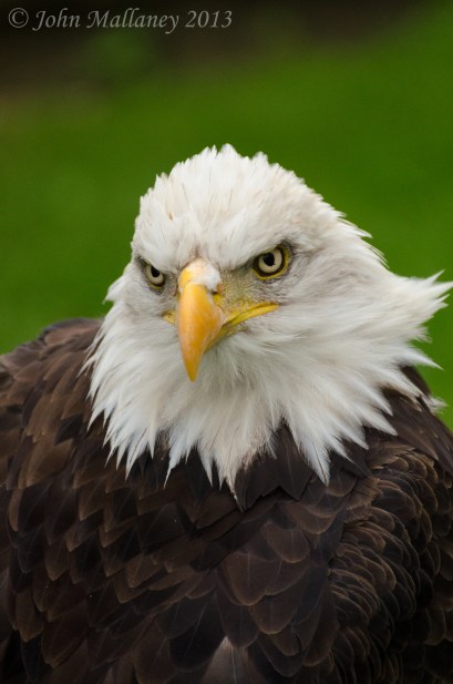 American Bald Eagle
