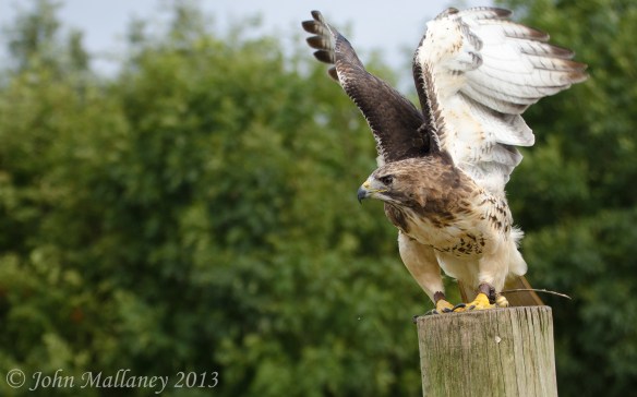 Red Tailed Hawk