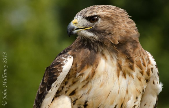 Red Tailed Hawk