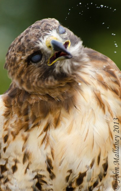 Red Tailed Hawk