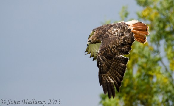 Red Tailed Hawk