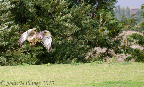 Red Tailed Hawk Red Tailed Hawk