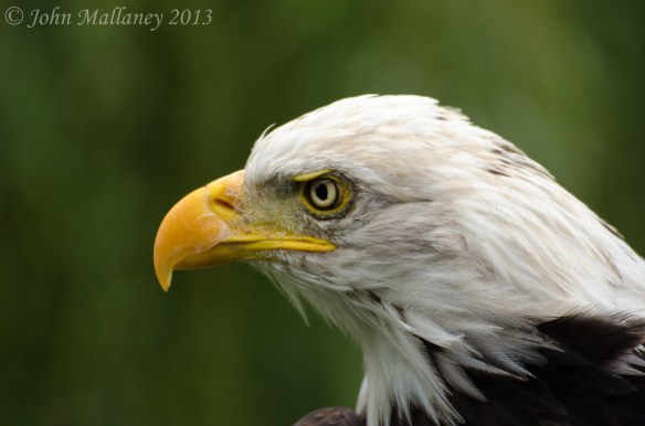 American Bald Eagle