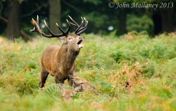 Red Stag