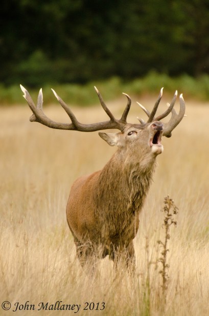 Red Stag
