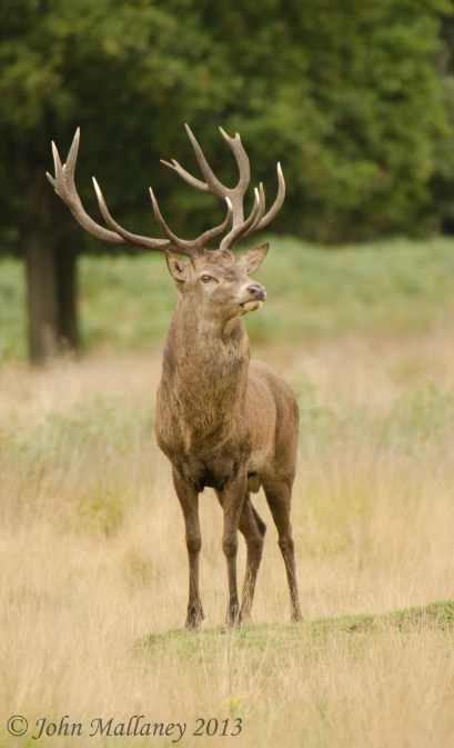 Red Stag