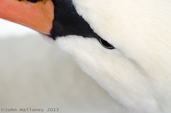 Mute Swan