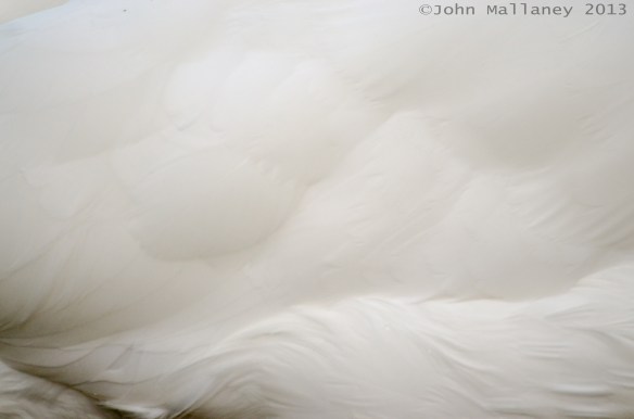 Mute Swan