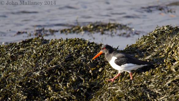 Oystercatcher