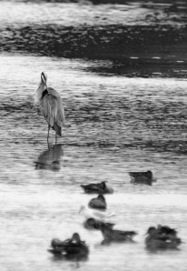 Grey Heron
