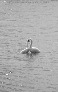 Mute Swans